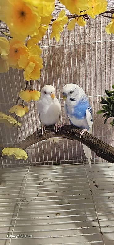 fiser papuqay: Cüt papuqay satılır erkek dişi qəşəng rəngləri var cütü 30 m endirim — 3