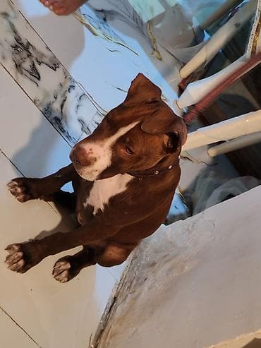 pitbull bala: Pitbul, 1 ay, Dişi, Peyvəndli, Ünvandan götürmə — 2