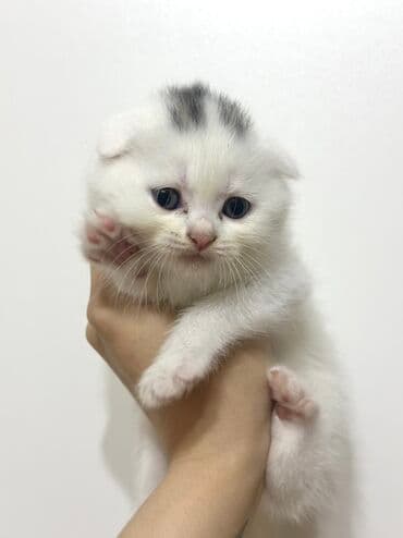 взять бесплатно котёнка: Шотладская вислоухая — 3