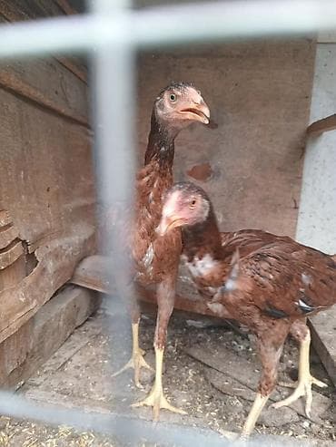 Salam Turk fereler 5 aylig qiymet cutune aiddi