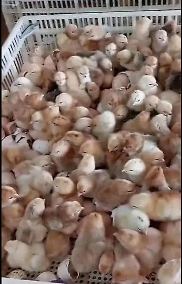 ucuz toyuq: Toyuq cücələri, Damazlıq — 7