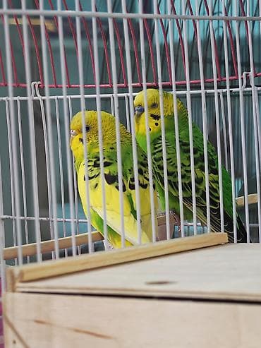 ev itderi: SATILIR!!! QƏFƏS+YUVASI+1 DİŞİ VƏ 1 ERKƏK 1 YAŞLARINDA. QƏFƏSLƏ+YUVASI — 3