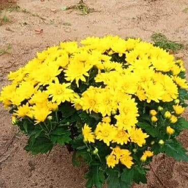 topdan gül satışı: Xrizantema payızgüllərinin topdan və pərakəndə satışı. Qiymətlər — 11