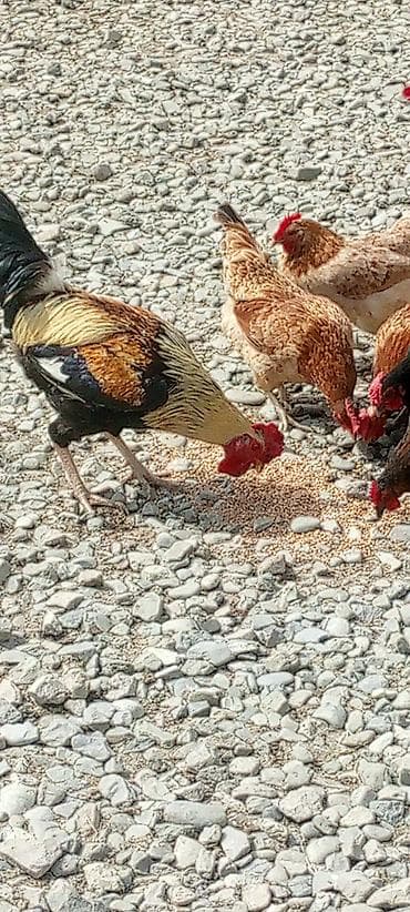 xoruzun cinsiyyet orqani: Məhsul: Xoruz Təsvir: - Rəngarəng tüklü, baş və boyun hissəsi açıq — 3