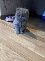 pişik adları erkek: Britan, Erkək, Dişi, Yaxşı əllərə, Ünvandan götürmə — 1