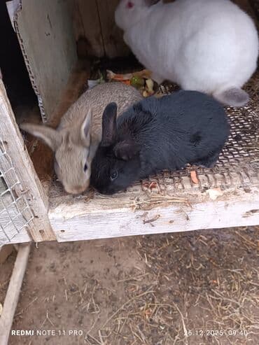 Qoyunlar, qoçlar: İki dənə 28 günlük dovşan balaları Saglamdilar bağ şəraitində özüm — 2