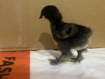 Toyuq cücələri, Ətlik lalafo.az -da Toyuq cücələri, Ətlik