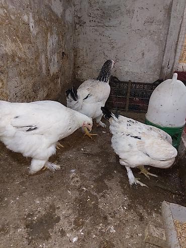 Собаки: Brahma cinsli toyuqlar 4 ədəd yumurtayan brahama fərə satılır. qiymət — 5