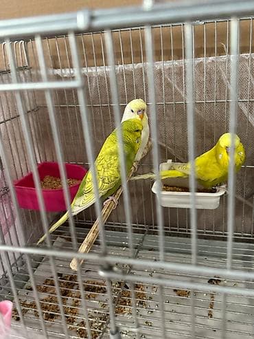 Quşlar: Cex ve vistivka quwlari vitaminli yemlerler beslenirler sağlam ve — 10