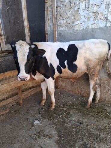 dana satişi: Məhsul: İnək və buzovlar Təsvir: - Fotoşəkillərdə qara-ağ rəngli — 5