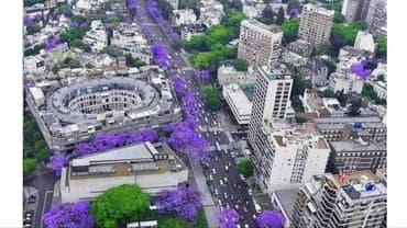 uzum tingləri: Paulownia (adem agaci) hal hazirda var 2 illik ağaclardı uzunlugu 3 — 5