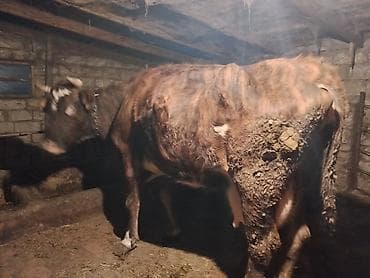 Гуси: Satışda: Qaramal heyvanları (inək və dana) Xüsusiyyətlər: - — 6