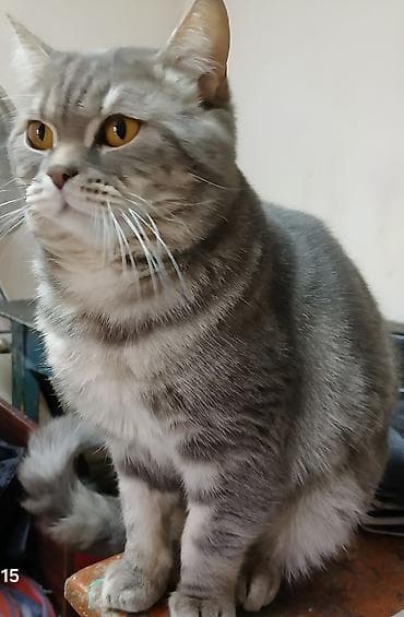 Digər heyvanlar: Britan, Erkək, Cütləşmə üçün — 1