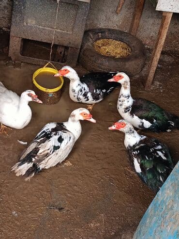 qala cinsi: Musk ördəkləri (lal ördəklər) – 6 baş. damazlıq üçün hətta dişləri də — 2