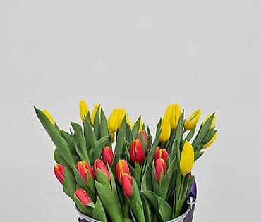 гул дасталар: Ağ, sarı və qırmızı rəng çalarlarında tülpan buketləri. - Növlər — 2