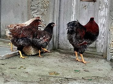 Akvariumlar: Red Blue Wyandotte Yumurtasi 3 azn unvan Baki — 3