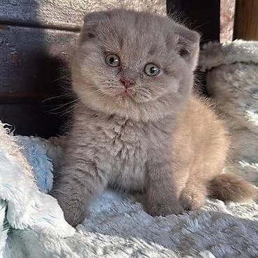 balaca pisik satisi: Şotland, Erkək — 6