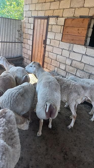 Qoç satılır tecili 500 manat real alıcı zeng vursun Ünvan füzuli