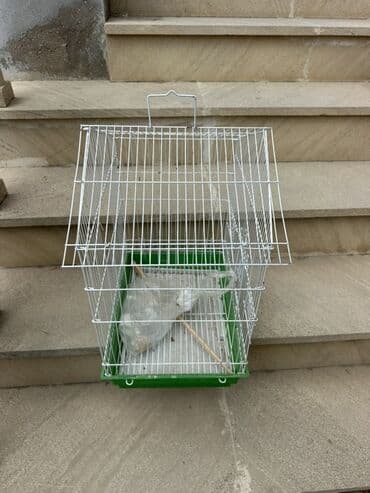 pişik yemek qabı: Quş üçün qəfəs. Su qabı yem qabı və quş üçün orta çubuq var. Qiymət — 2
