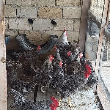 Курица, Для разведения