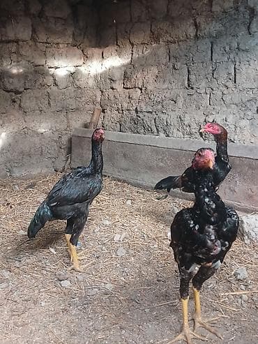 broler toyuq: Toyuq cücələri, Damazlıq — 4