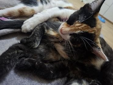 satiram: Erkək — 4