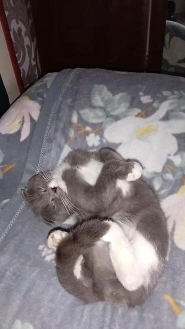 pişik alıram: Şotland yastı qulaq — 3