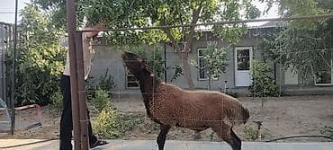 Qala qoçu suruyçun.damazdiq.1 il 6 ayliq,elede qeliŕ belede heyvani — 1