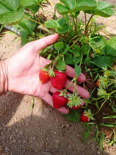 gül toxumları satışı: Çiyələk fidanları – məhsuldar, iri və şirinmeyvəli sort - Şəkillərdə — 5