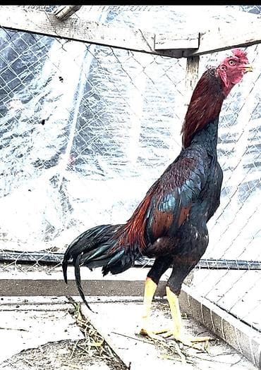 Təsvir: - Cins: Uzunboyun döyüş tipi xoruz (Asil tipli görünüş) - lalafo.az -da Təsvir: - Cins: Uzunboyun döyüş tipi xoruz (Asil tipli görünüş) -