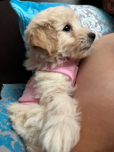 bala haski: Malta bolonka, 2 ay, Erkek, Peyvəndli, Rayonlara çatdırılma — 2