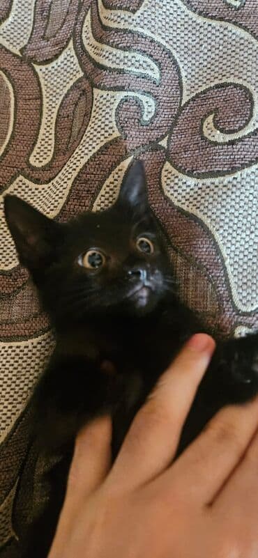 pulsuz pişik balaları 2022: Dişi, Yaxşı əllərə — 16