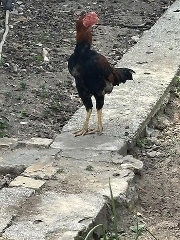 Xoruz, Heyratı, il: <1