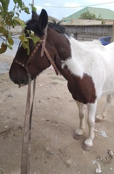 ərəb dovşanı: Erkək, Ərəb, il: 4, Pulsuz çatdırılma — 5