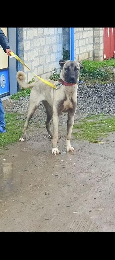 quzu satilir 2021: Kanqal, 1 il, Peyvəndli — 3