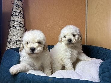 qala cinsi: Pudel, Erkek — 1