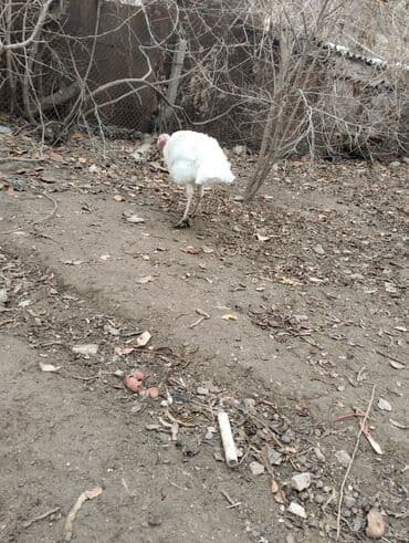 Qazlar: Ağ rəngli hinduşqa - Cins: kanada hinduşqasi erkek 6 kilodu - Rəng — 4