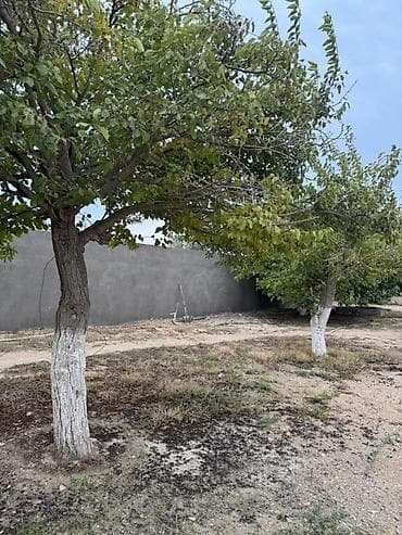 5 sot, Tikinti, Makler, Kupça (Çıxarış) — 6