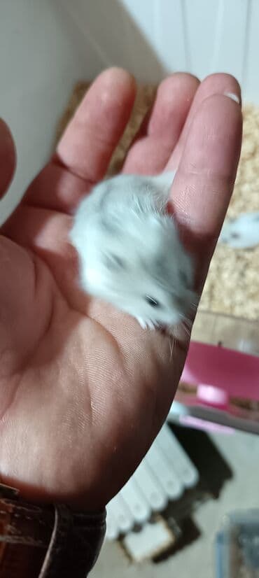 отдам котят в хорошие руки: Salam gördüyünüz cunqar hemsdırları sahipləndirilir kariçnivi ananın 4 — 12