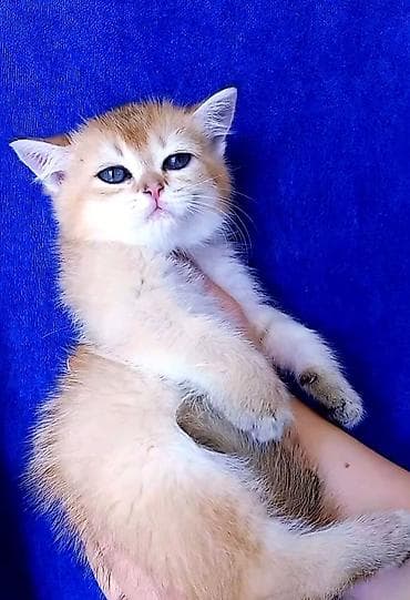 lalafo pişiklər: Britan, Erkək, Dişi, Yaxşı əllərə, Ünvandan götürmə — 5