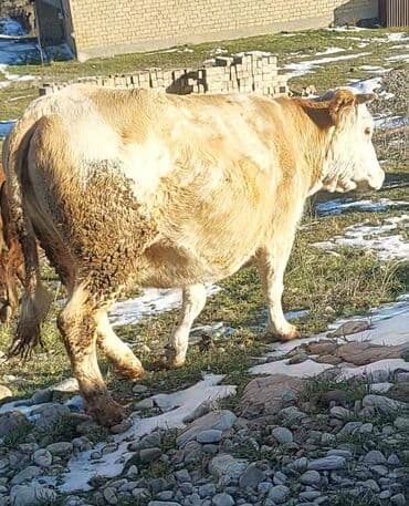 Salam ay yarima dogasidi simetalin mələzi super kökdü 15.16 arasi südü