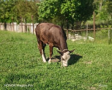 tap az afcarka: Satılır: ətlik/damazlıq inək - Cins tipi: Hereford tipli, qəhvəyi — 6