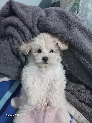 ağ haski: Pudel, 2 ay, Erkek, Pulsuz çatdırılma — 4