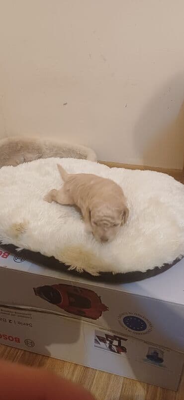 hind qusu satisi: Pudel, Dişi, Peyvəndli, Ödənişli çatdırılma — 5