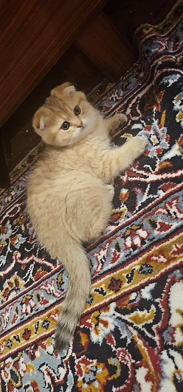 pişik ucun evlər: Şotland, Erkək, Yaxşı əllərə, Ünvandan götürmə, Ödənişli çatdırılma — 6