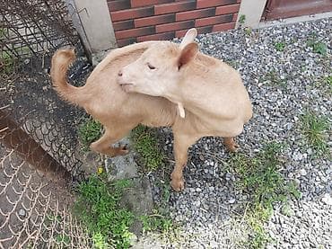 cuce satisi 2019: Allah hamının təsərrüfatına bərəkət versin.Erkək çəpiş — 3