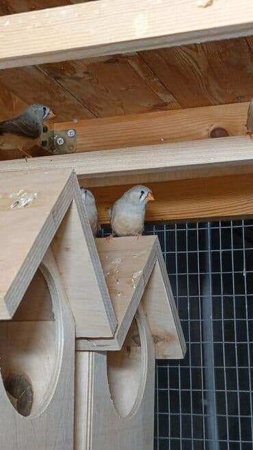 amadin yuvası: Zebra ispinozları Amadin – müxtəlif rəng mutasiyaları ilə qrup — 4