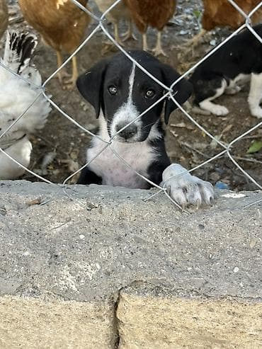 vehsi itler: 2 ay, Ünvandan götürmə — 1
