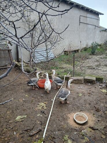 Qaz sürüsü – yerli həyət şəraitində bəslənmiş. - Say: bir neçə baş