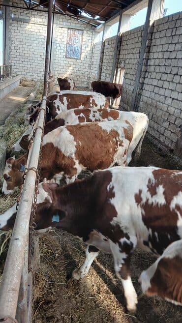 xacmazda satilan inekler: Simmental erkək danalar — 3